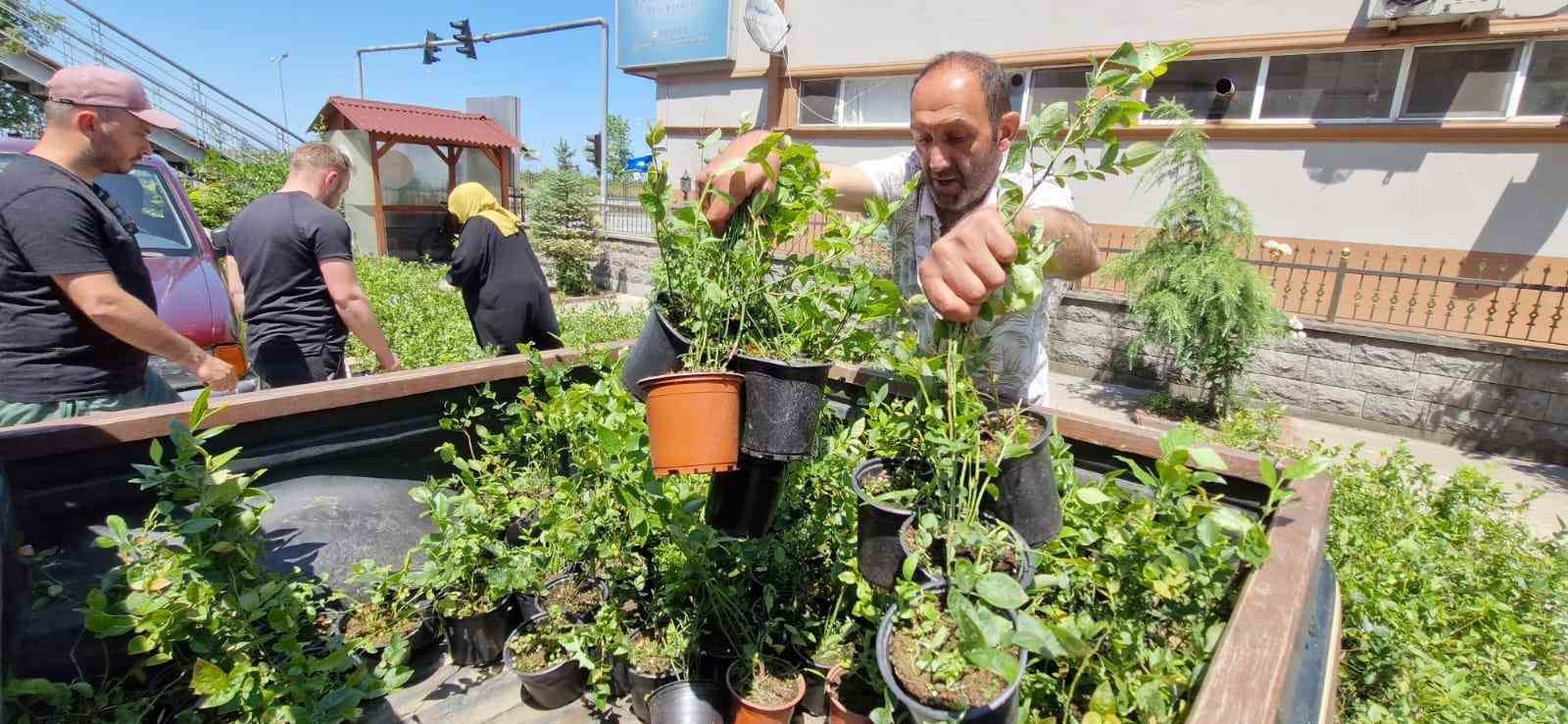 Rize’de 9 bin 500 maviyemiş fidanı üreticilere dağıtıldı