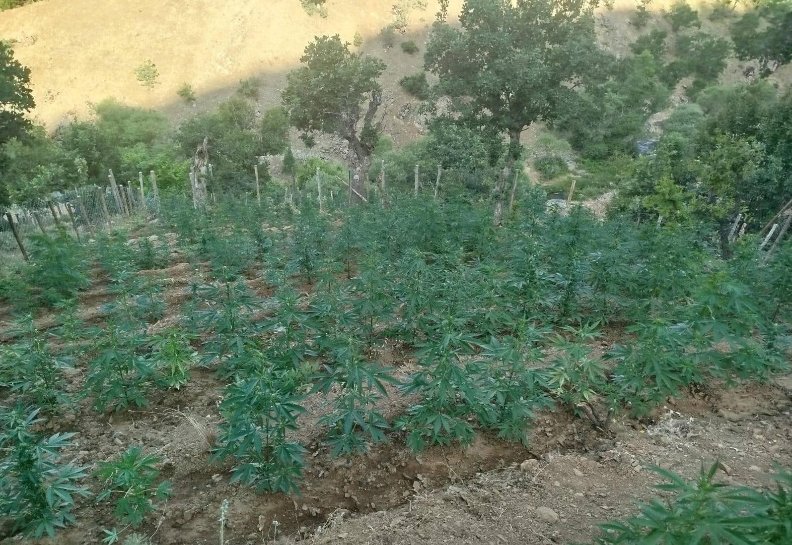 Bingöl’de 15 bin kök kenevir ele geçirildi
