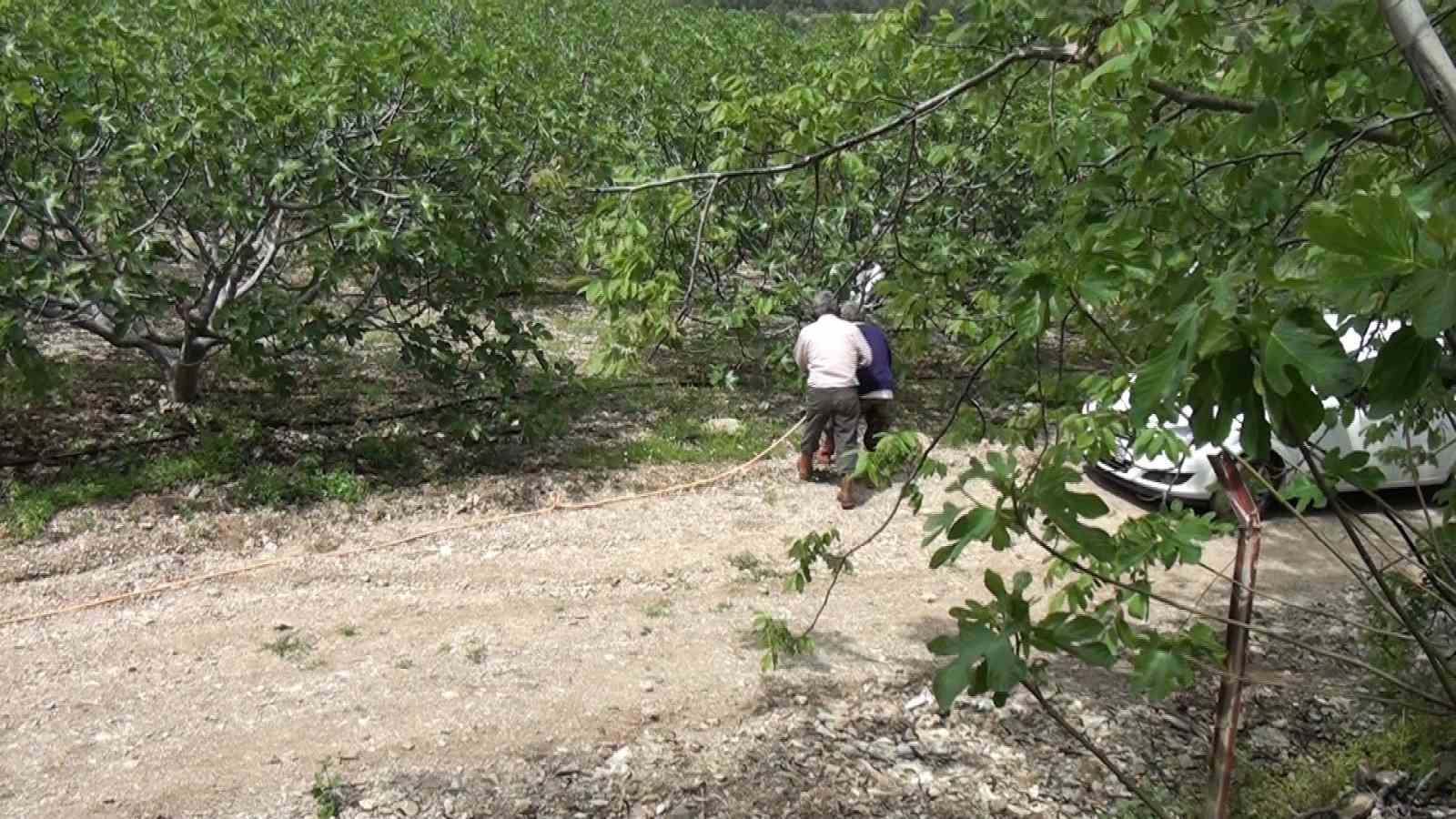 Antalya’da incir bahçelerinde yeni sezon hazırlıkları