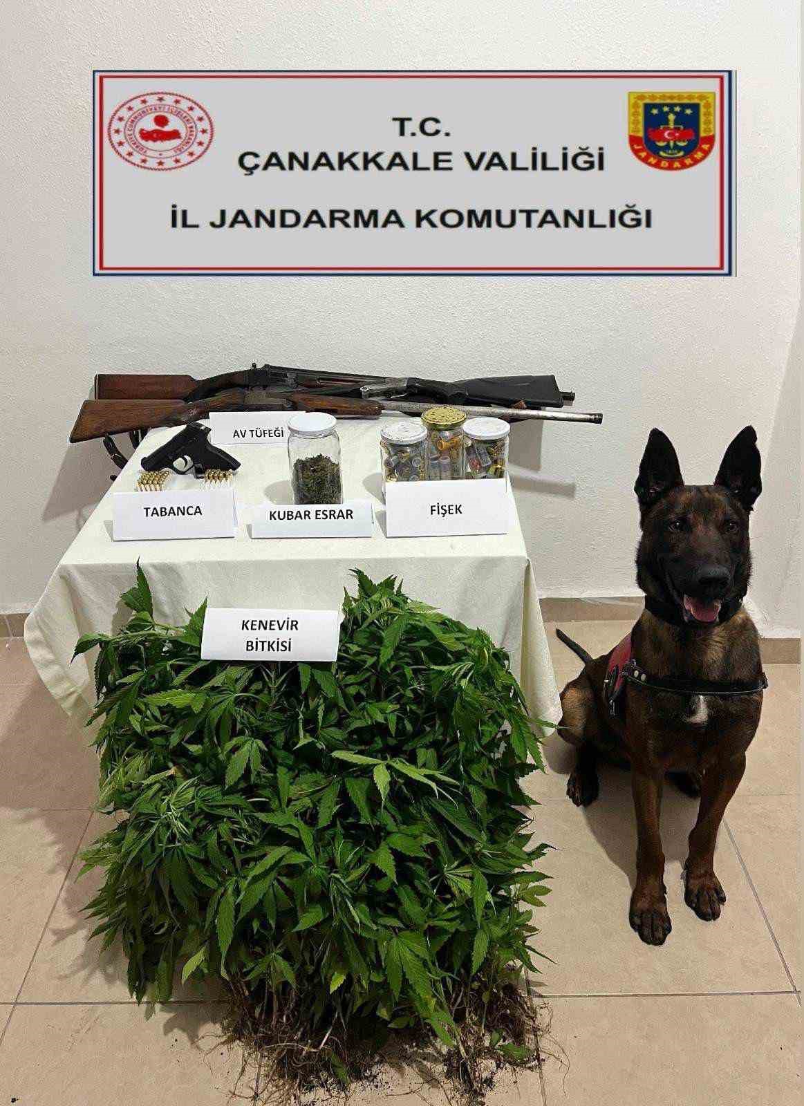 Çanakkale’de arazide 77 kök kenevir ele geçirildi: 1 tutuklama