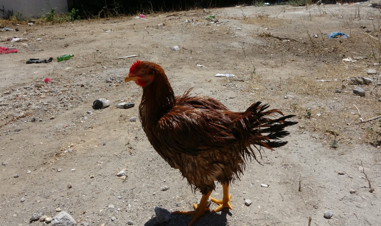 Çocuk gibi ağlayan tavuğunu kesmeye kıyamadı, iyileşmesi için veteriner aramaya başladı