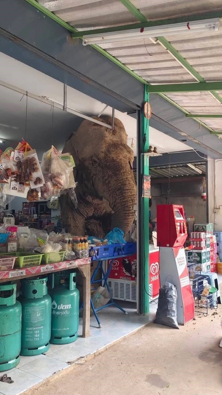 Tayland'da market sahibi, atıştırmalıkları yiyen fili sapanla kovaladı