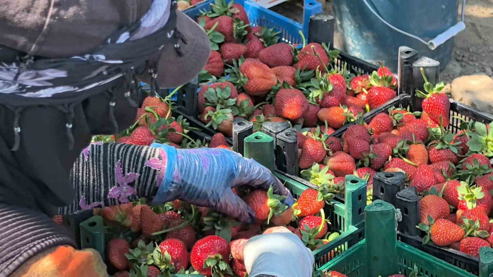 Bursa’da ’kırmızı elmas’ hasadı başladı