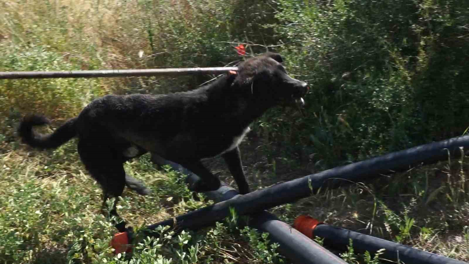 Burdur’da kuyuya düşen köpek 45 dakikalık operasyonla kurtarıldı