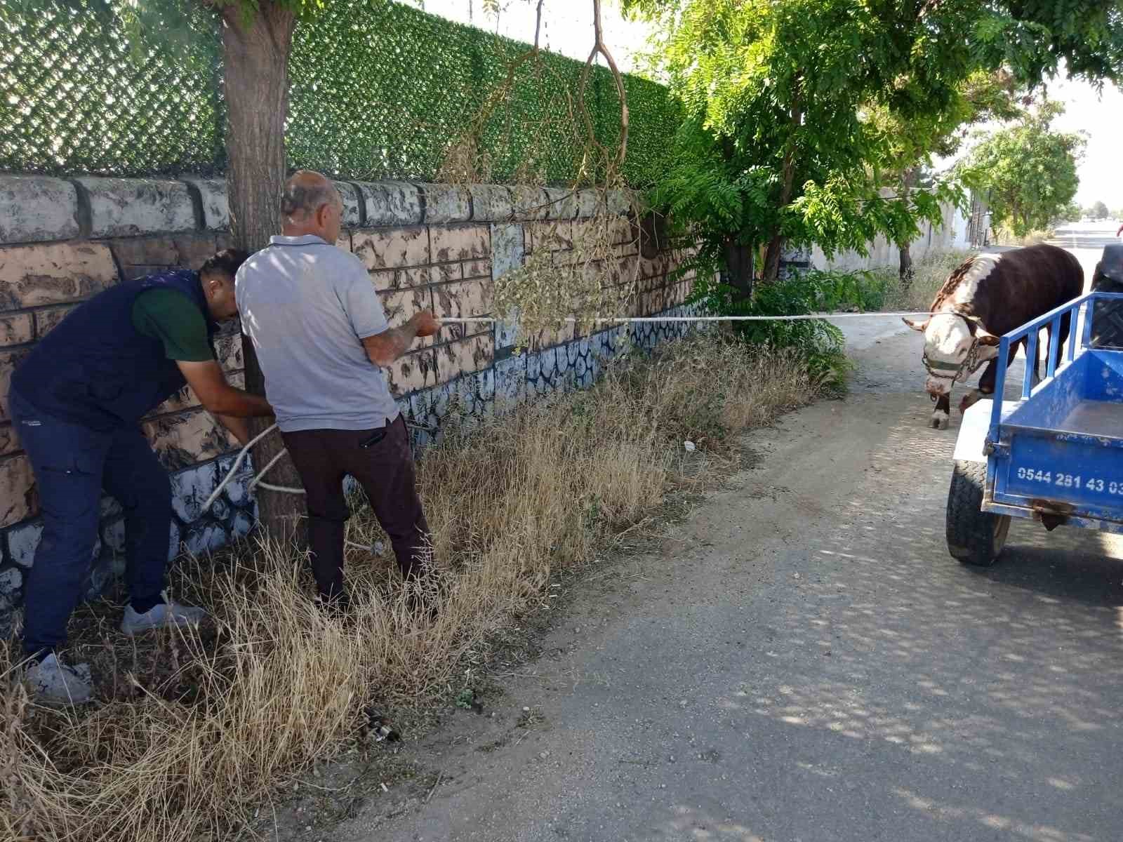 Kaçan kurbanlık dana kovalamaca sonrası yakalandı