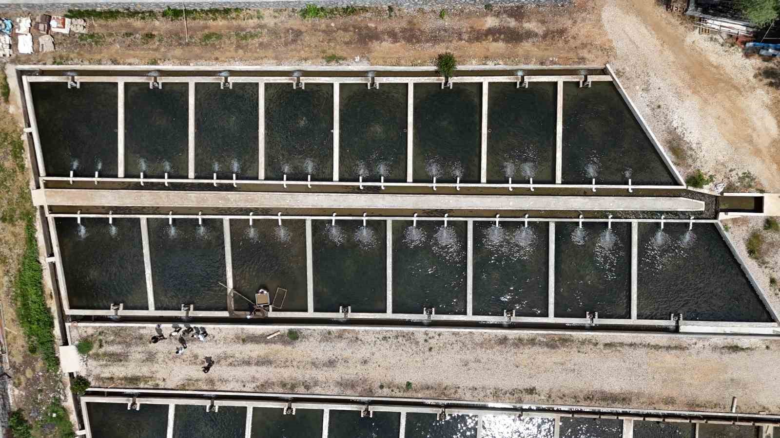 Malatya’da alabalık üretimi katlanarak arttı