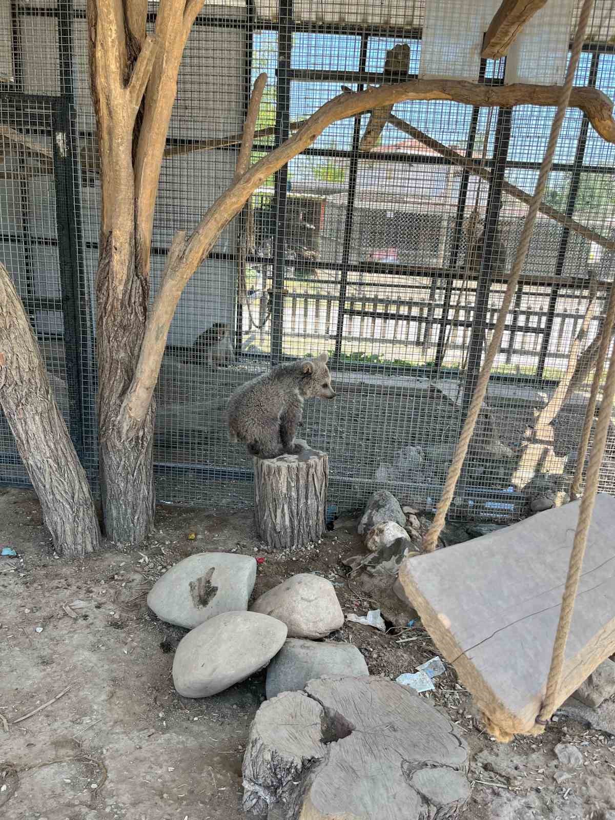 Erzurum’da yaralı bulunan yavru boz ayı, Sakarya’da doğal yaşamına hazırlanıyor