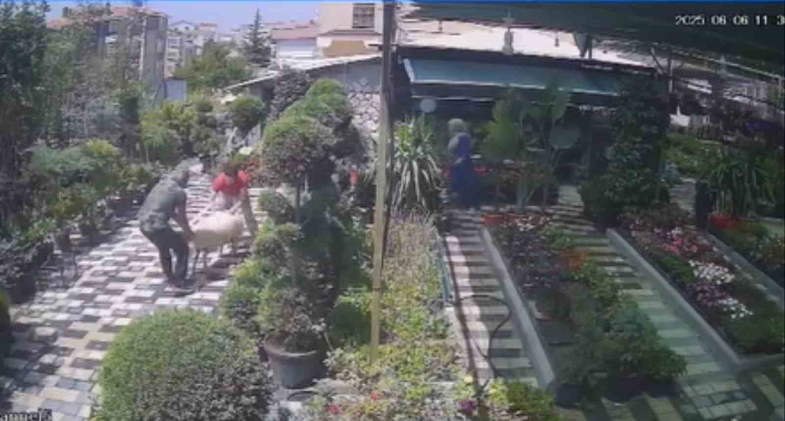 Karaman’da firar eden kurbanlık koyun girdiği fidanlıkta yakalandı