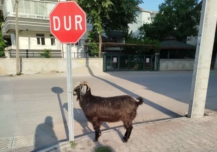 Konya’da firari keçiler ekipler tarafından bulundu