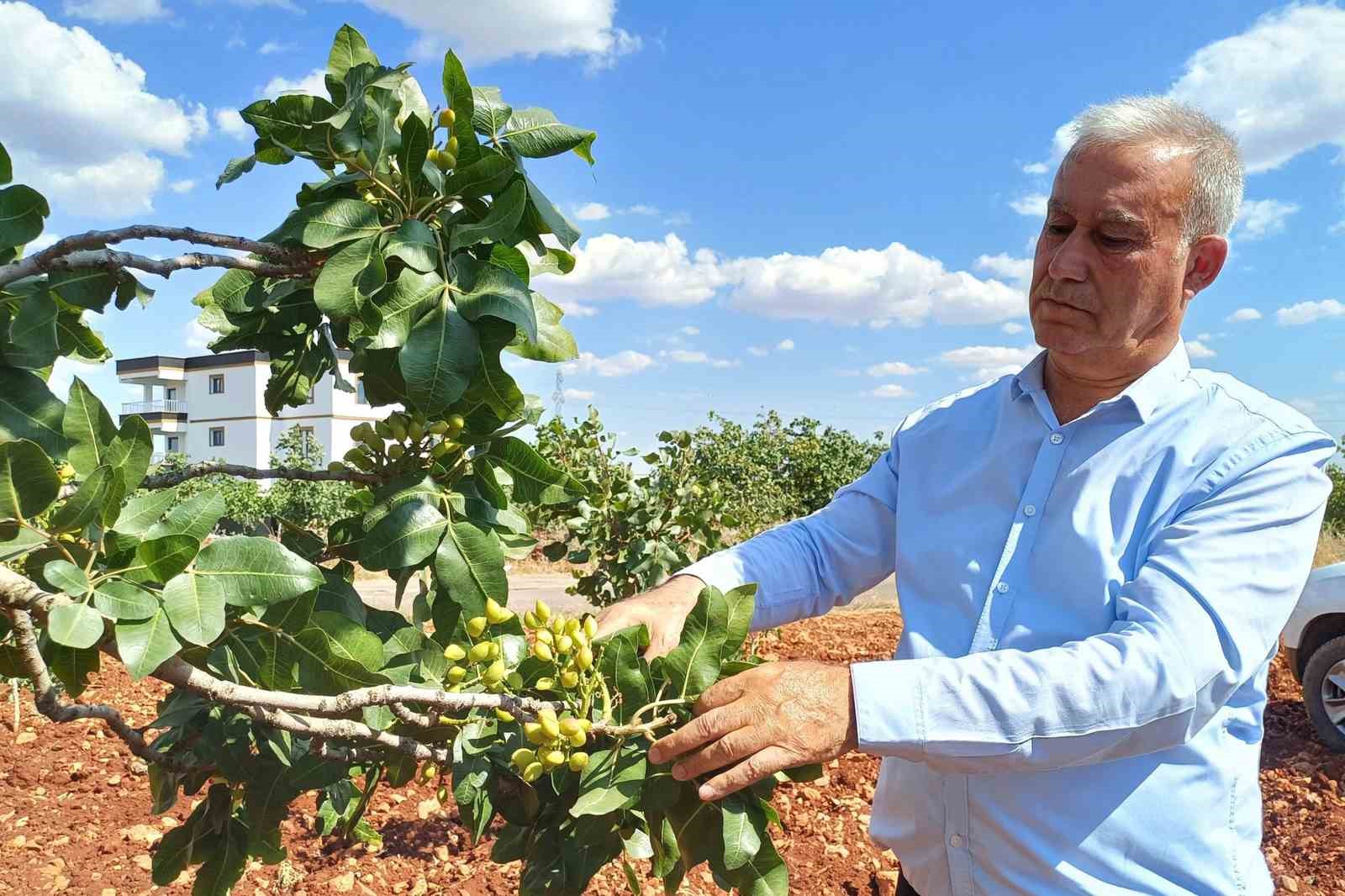 Antep fıstığı rekoltesinde yüzde 50 düşüş bekleniyor