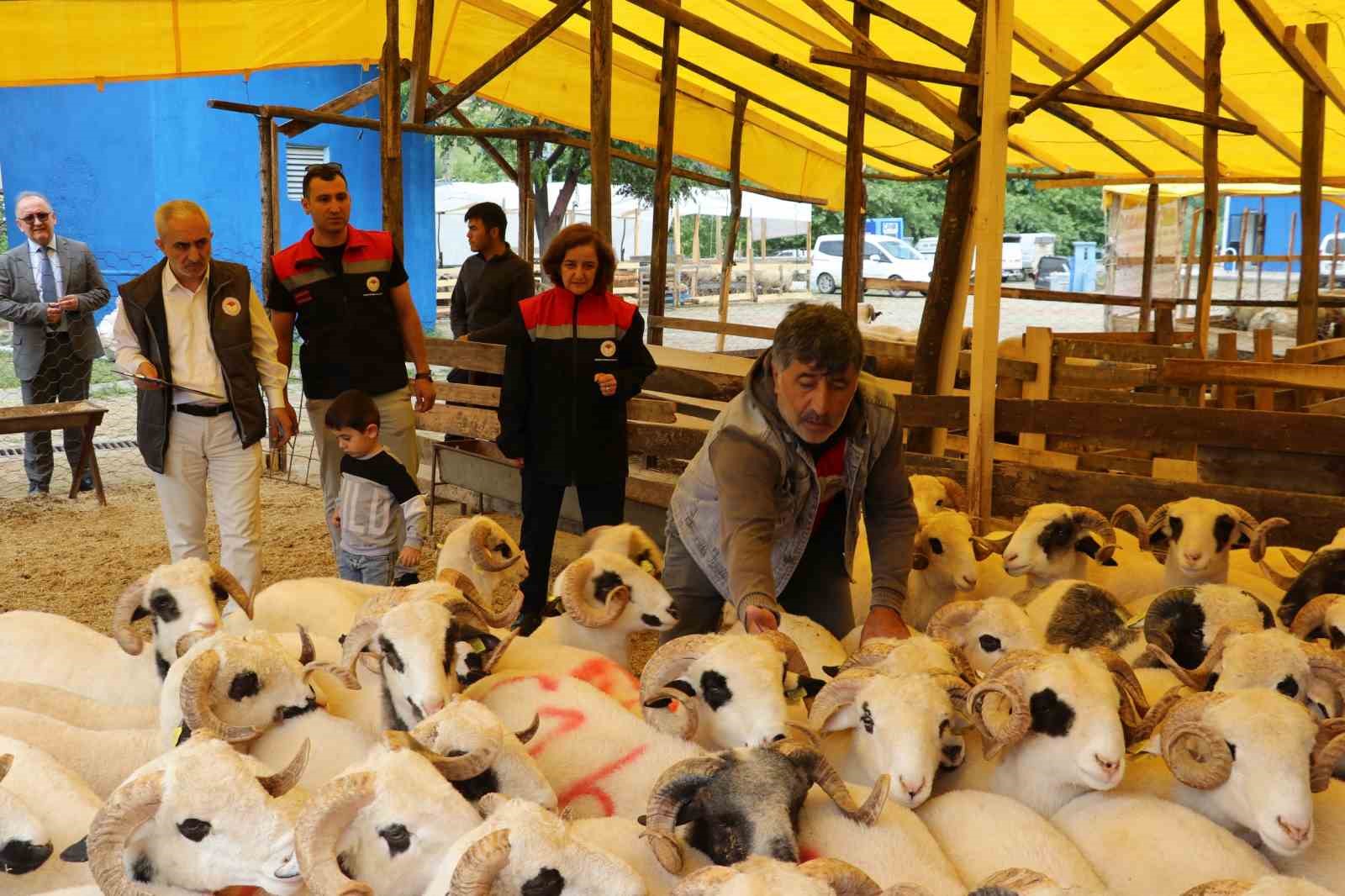 Samsun’da Kurban Bayramı öncesi hayvan sağlığı ve satış denetimleri