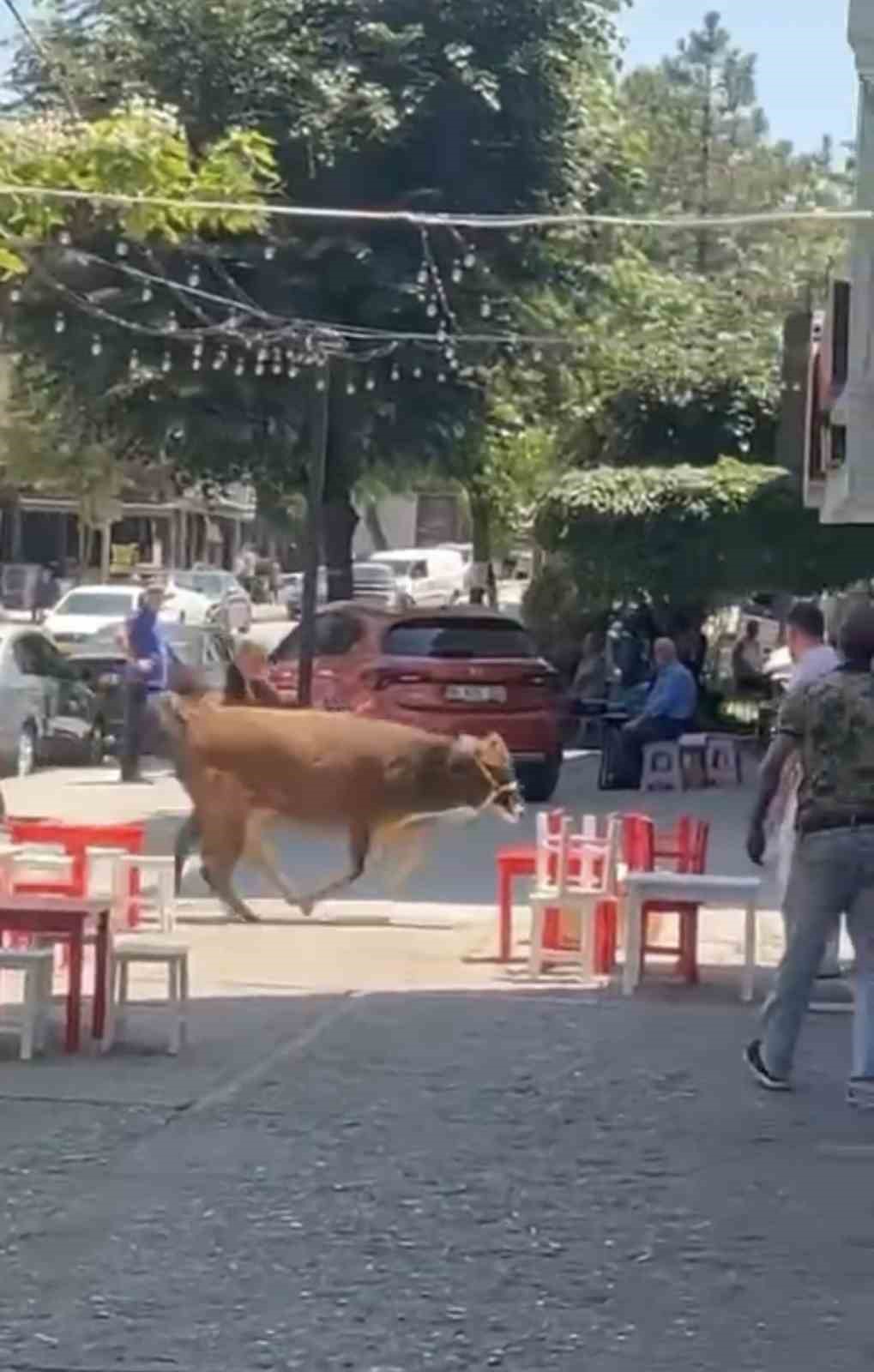 Bursa’da dana ipi kopardı, şehirde mini maraton başladı
