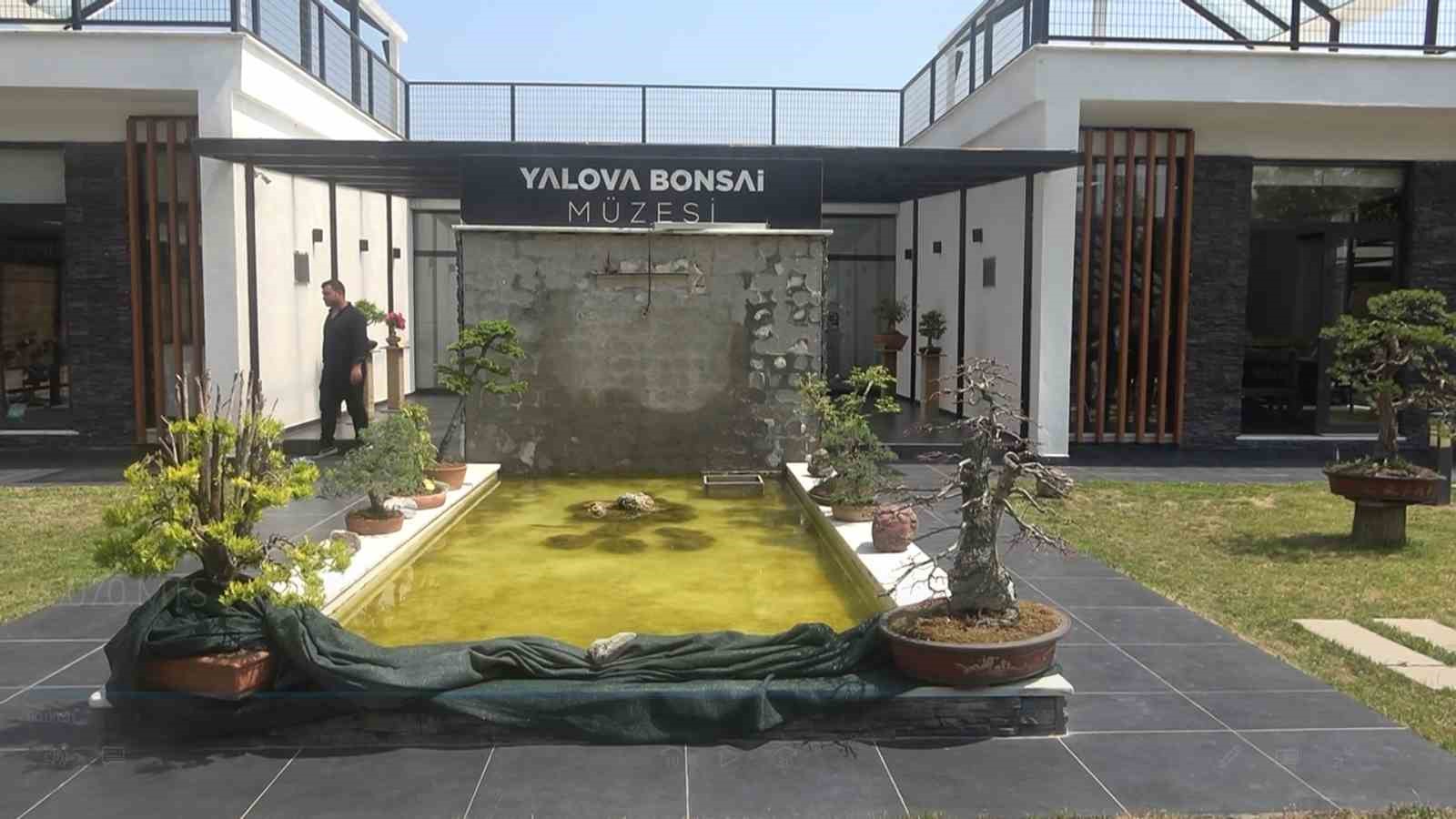 Yalova Bonsai Müzesi’nde dut hasadı