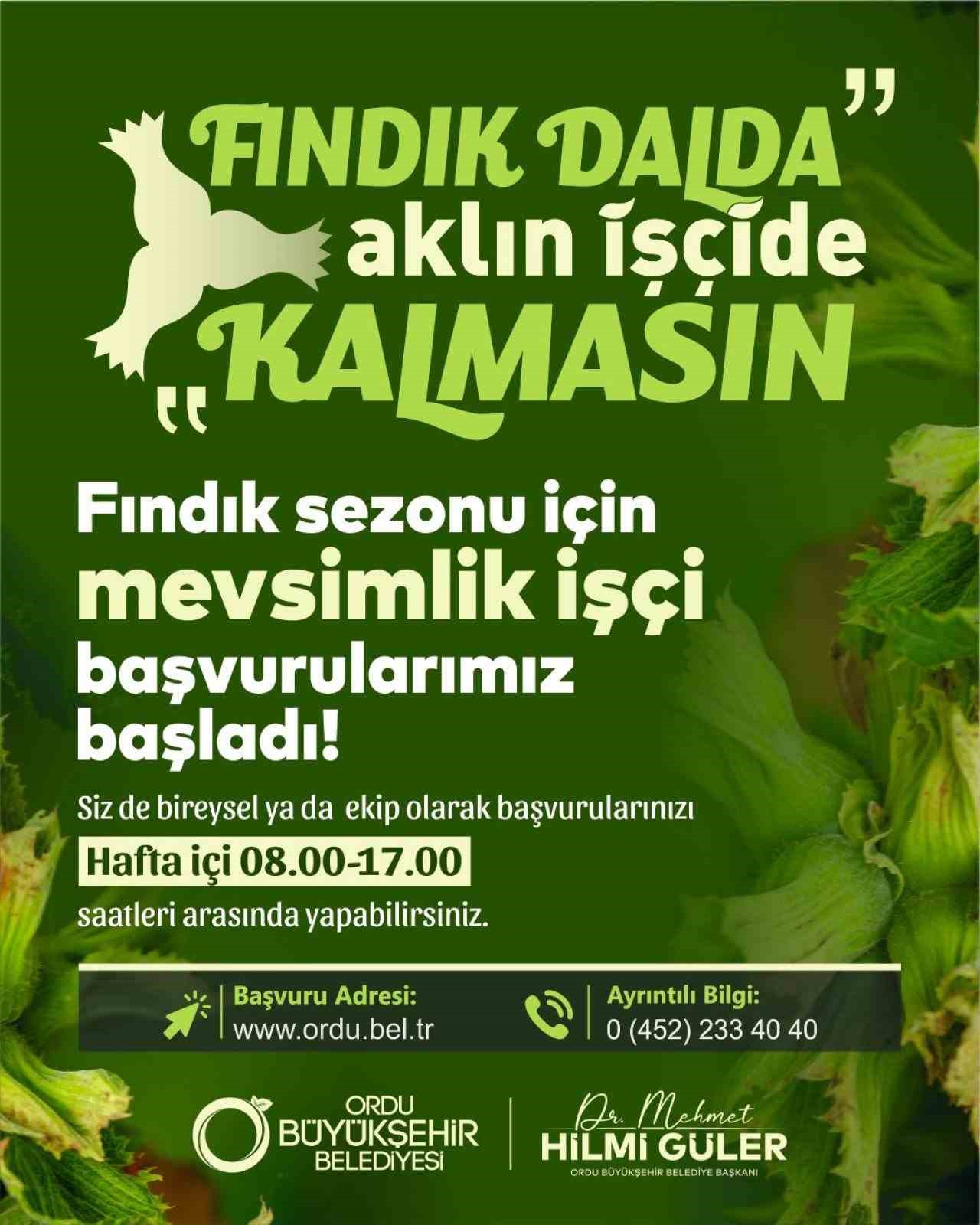 Ordu’da fındık toplamaya rekor başvuru