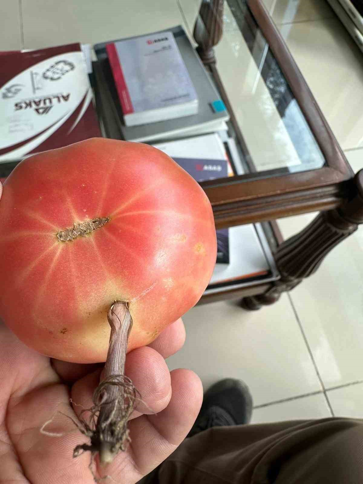 Şırnak’ta şaşkına çeviren olay, domatesin içinde ot yeşerdi