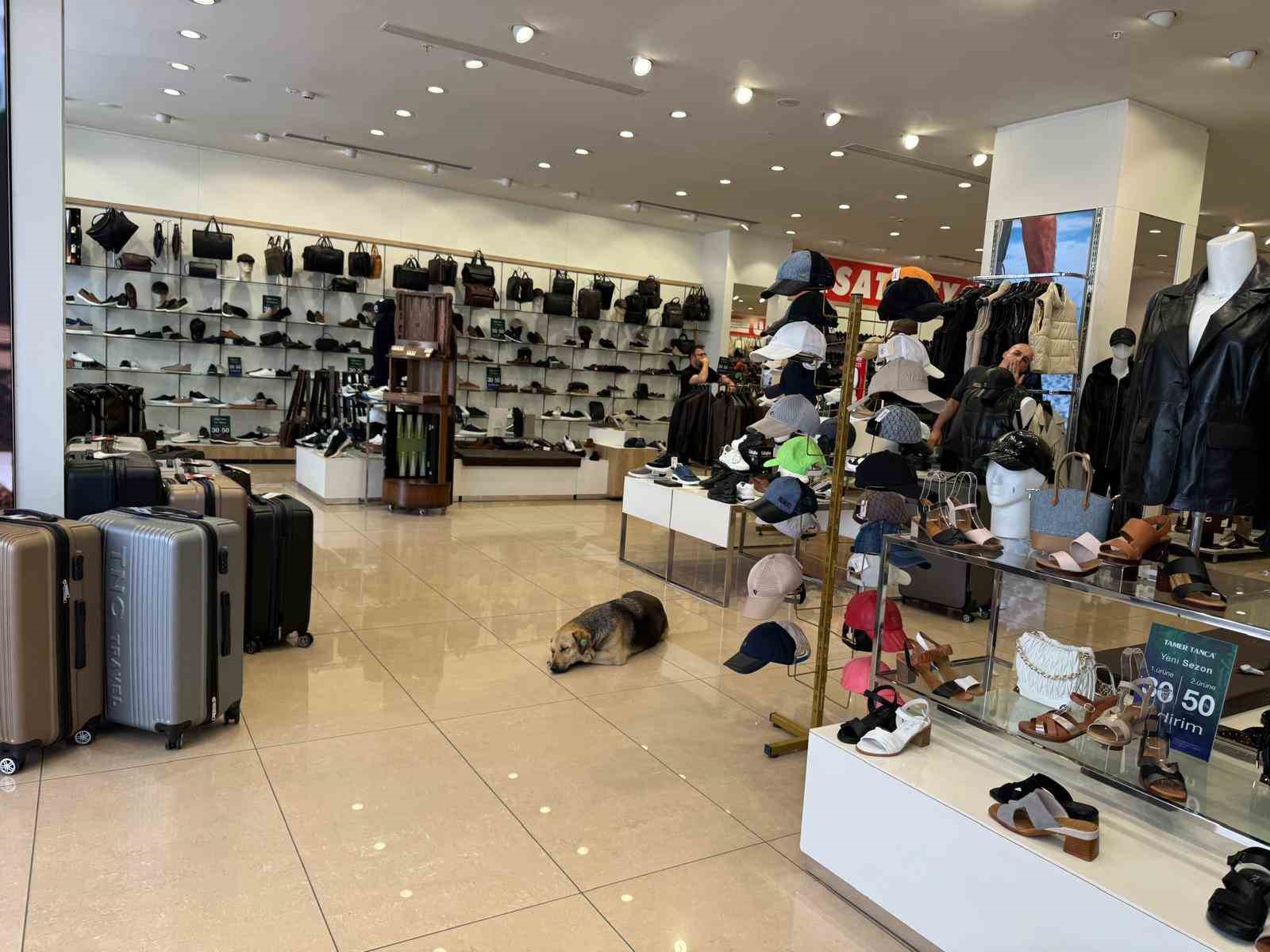 İstanbul’da sıcaktan bunalan sokak hayvanları klimalı mağazalara sığındı