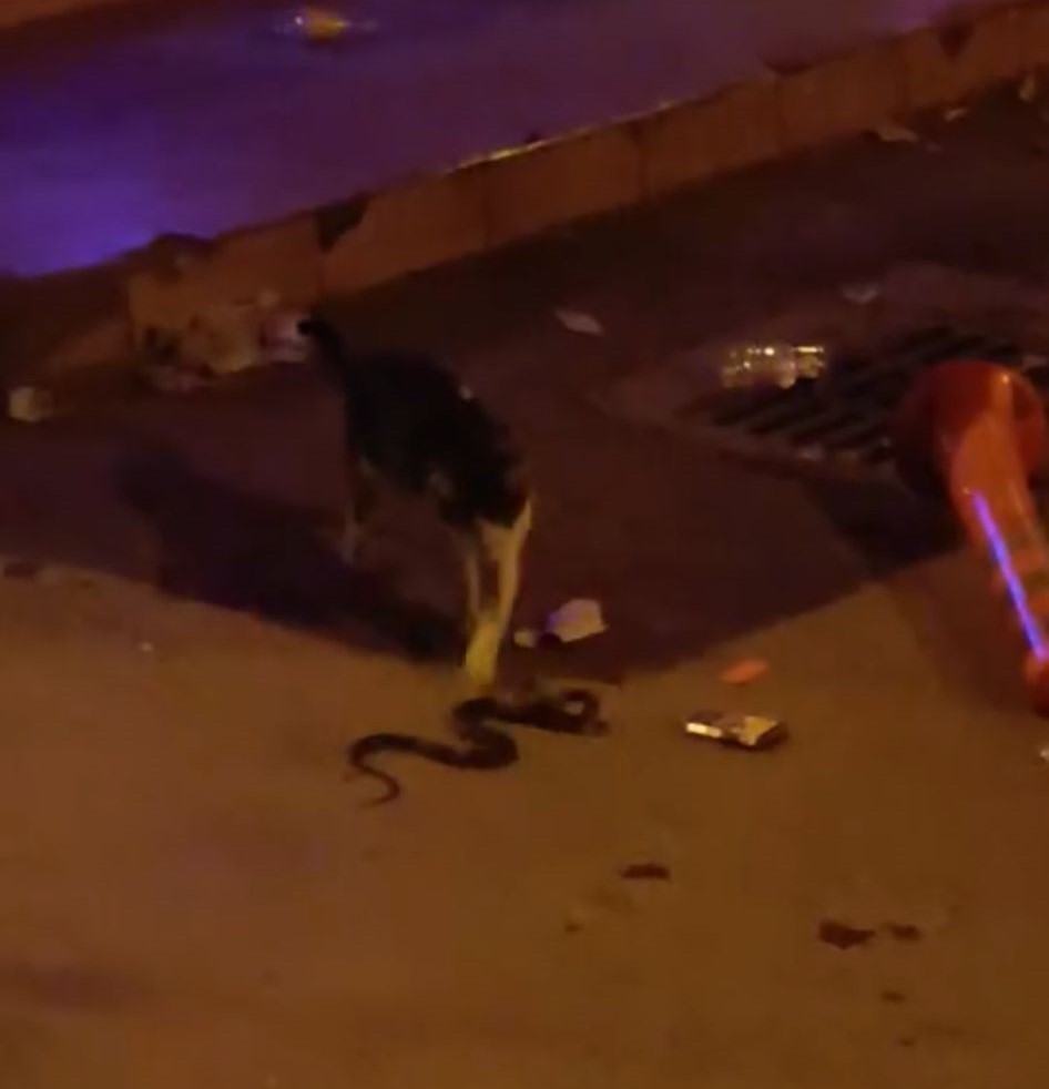 Yılan ile kedinin kavgası kamerada