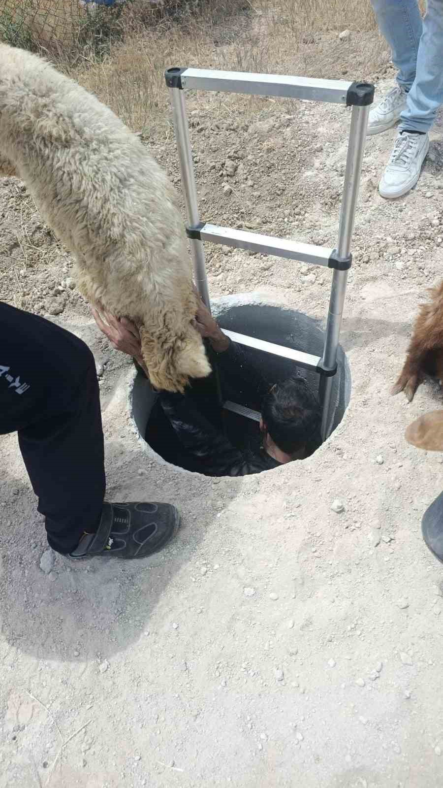 Elazığ’da kuyuya düşen keçi ve koyunları itfaiye kurtardı