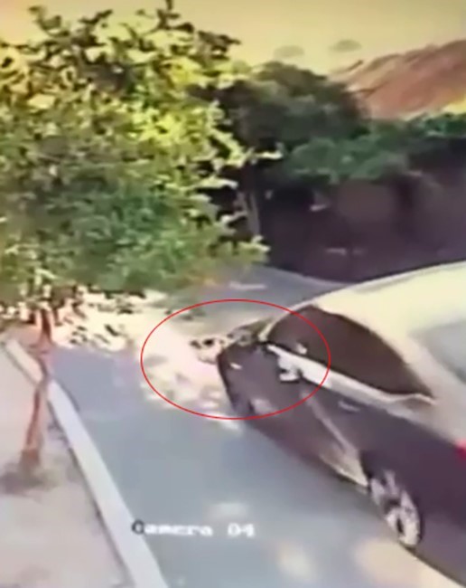 Aracın üzerinden geçtiği köpek telef oldu