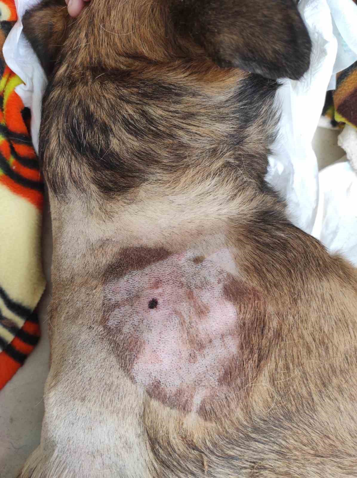 Köpeği önce aracıyla ezmeye çalıştı ardından tüfekle vurarak felç bıraktı
