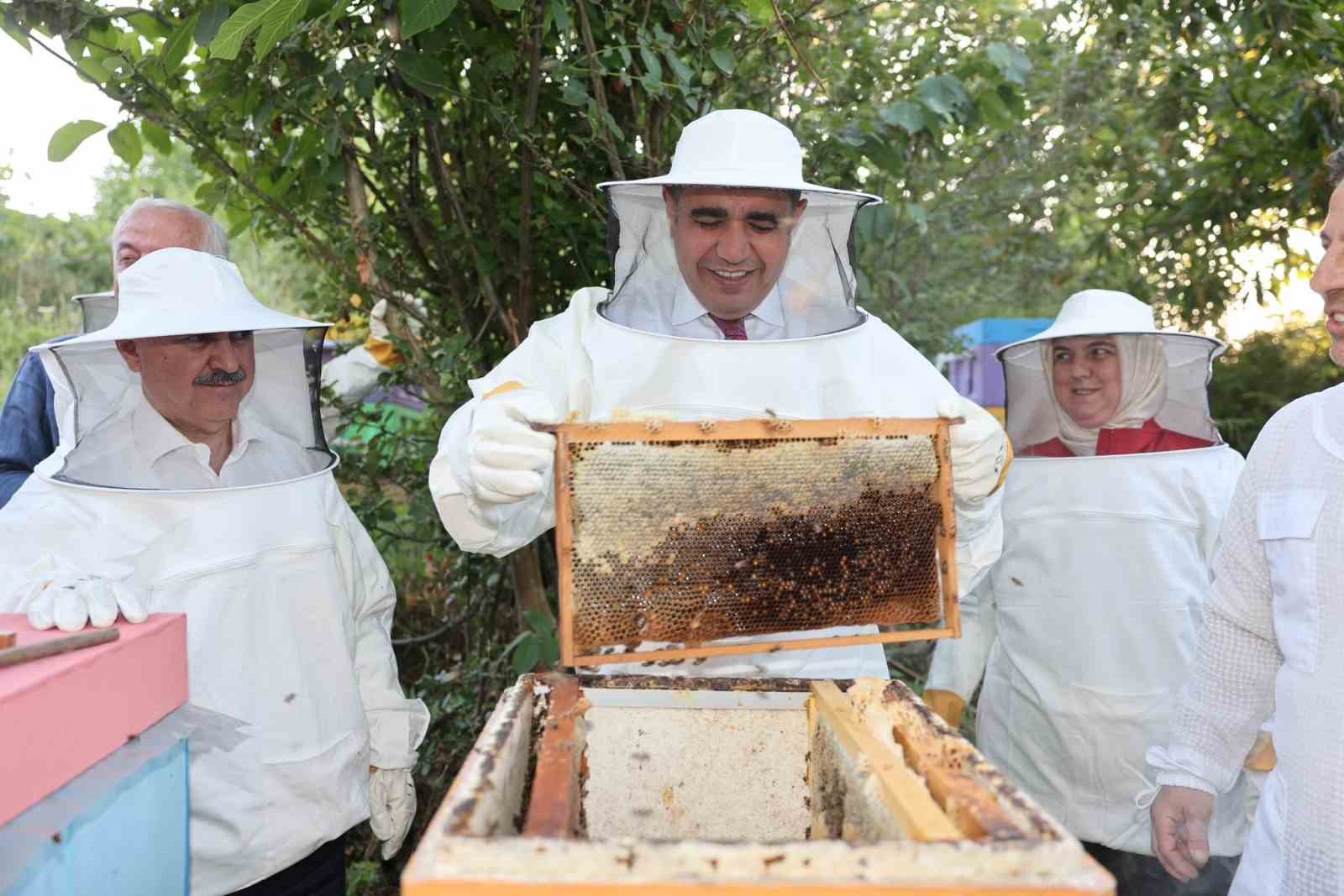 Kestane balı hasadı yapıldı