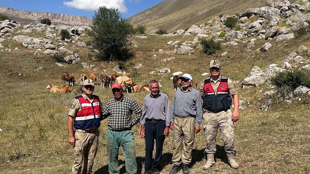 Üzümlü’de 4 gündür kayıp 17 büyükbaş hayvanı jandarma buldu
