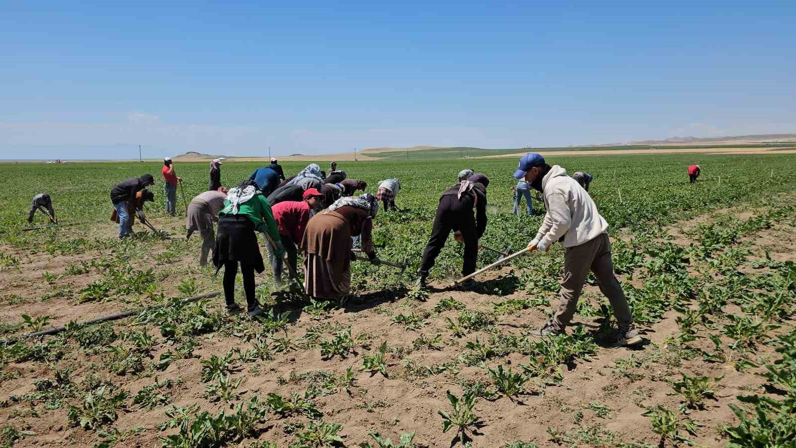Adilcevaz’da kavurucu sıcakta ekmek mücadelesi