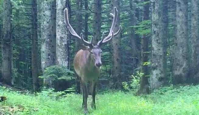 Bursa’nın dağlarında kızıl geyik, fotokapana takıldı