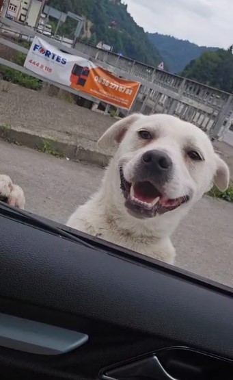 Esnafın peşinden ayrılmayan pitbull görünümlü köpek sosyal medyada gündem oldu