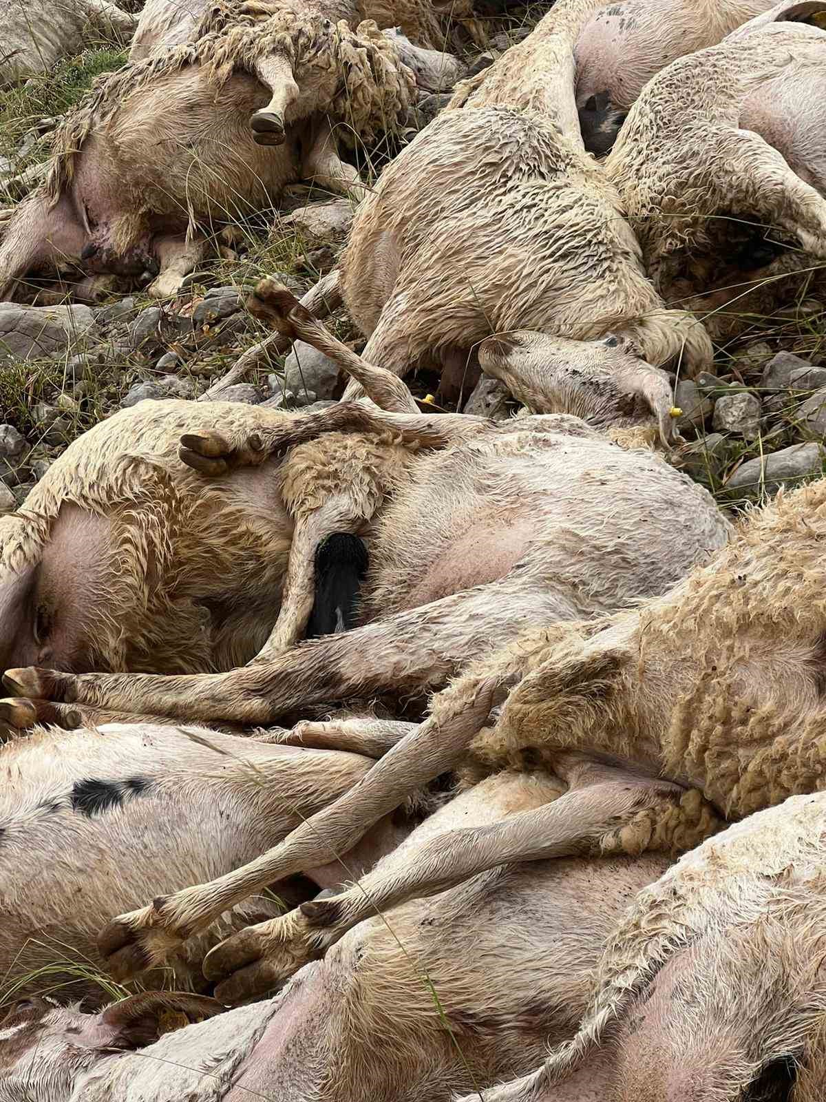 Tunceli’de yıldırım isabet eden 200 koyun telef oldu