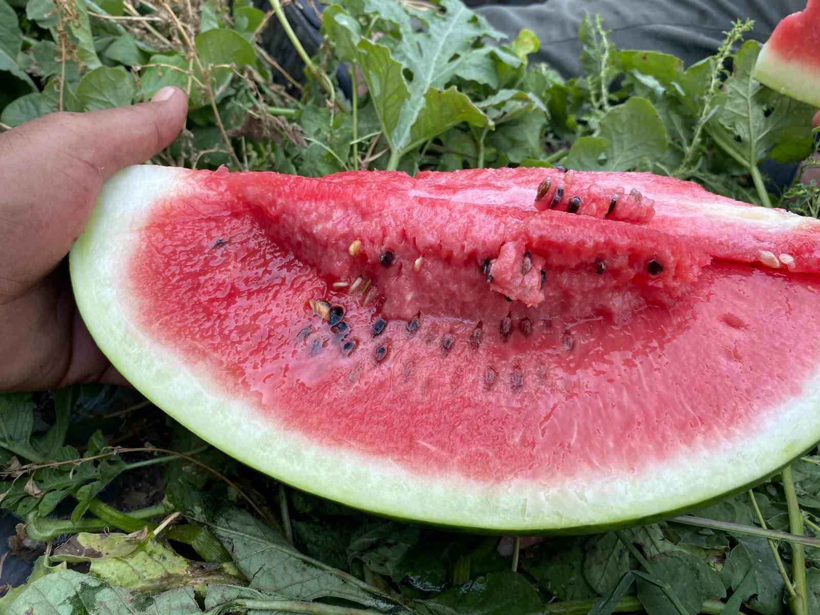 Başkandan çiftçiye destek, vatandaşa serinleten ikram
