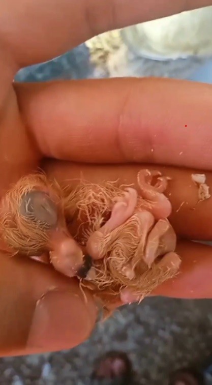 4 ayaklı olarak yumurtadan çıkan güvercin yavrusu 2 gün yaşayabildi