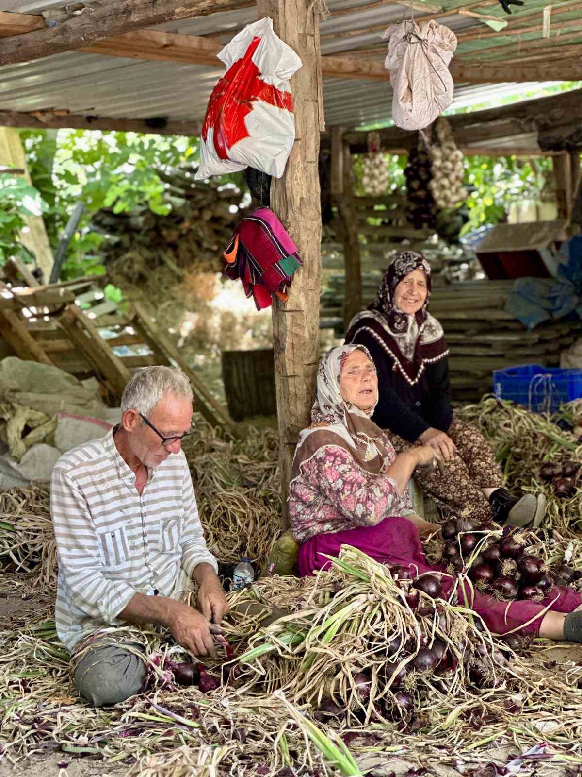 Erdek Kapıdağ mor soğanında yeni dönem başladı