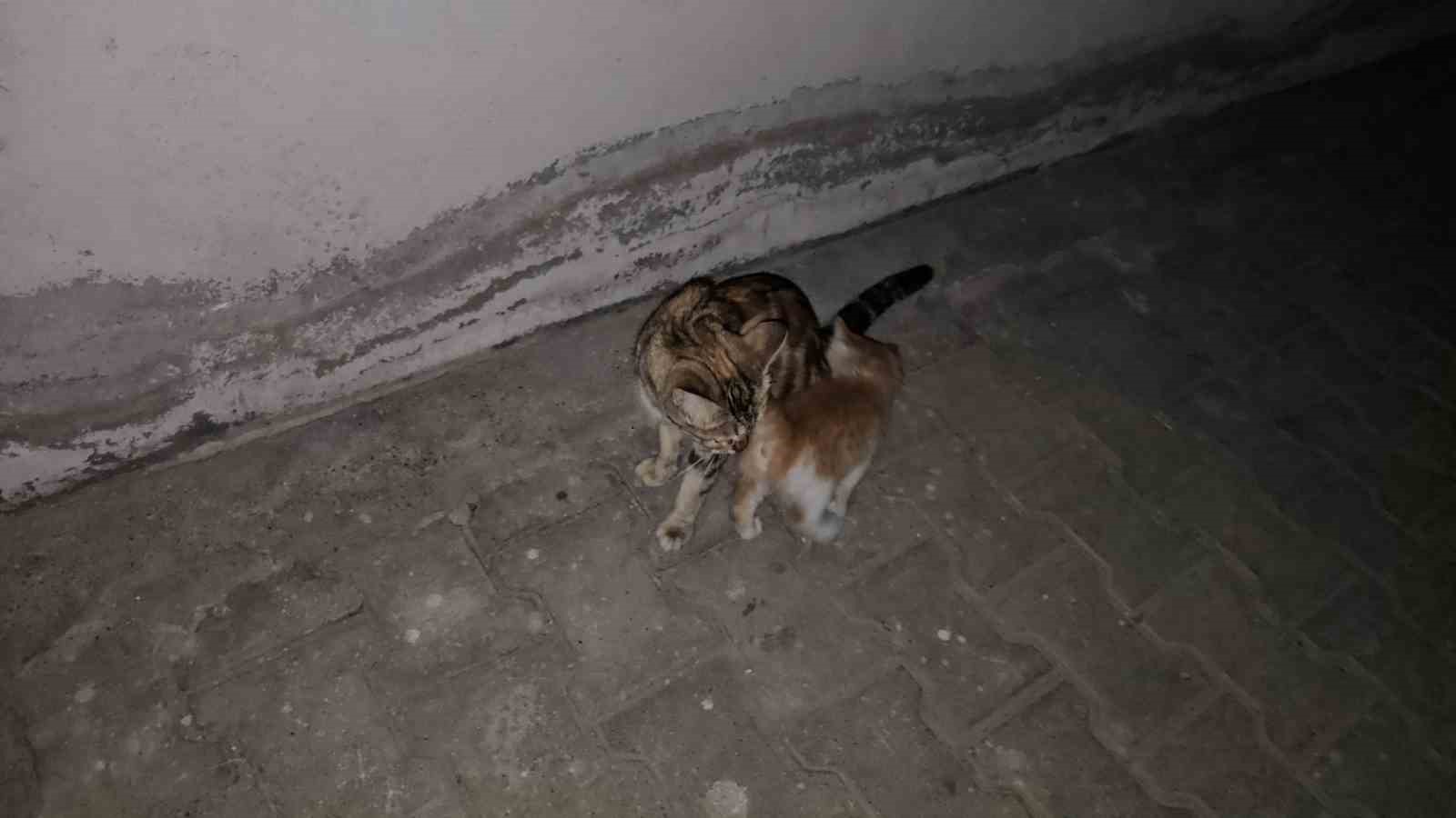 Otomobilin motor bölmesine giren yavru kedi 3 şehir gezdi