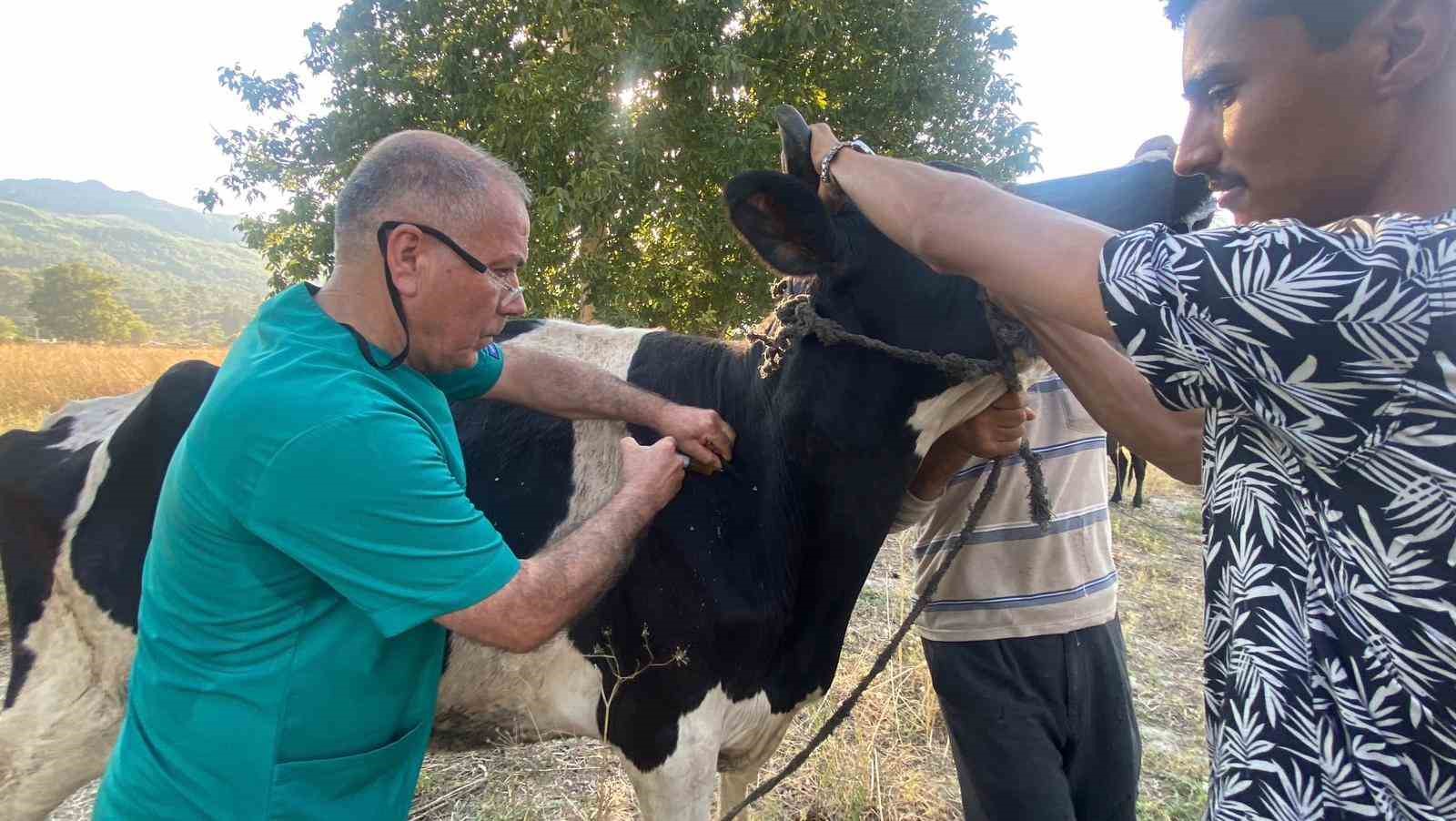 Serik’teki orman yangınında evler ve ahırlar yandı