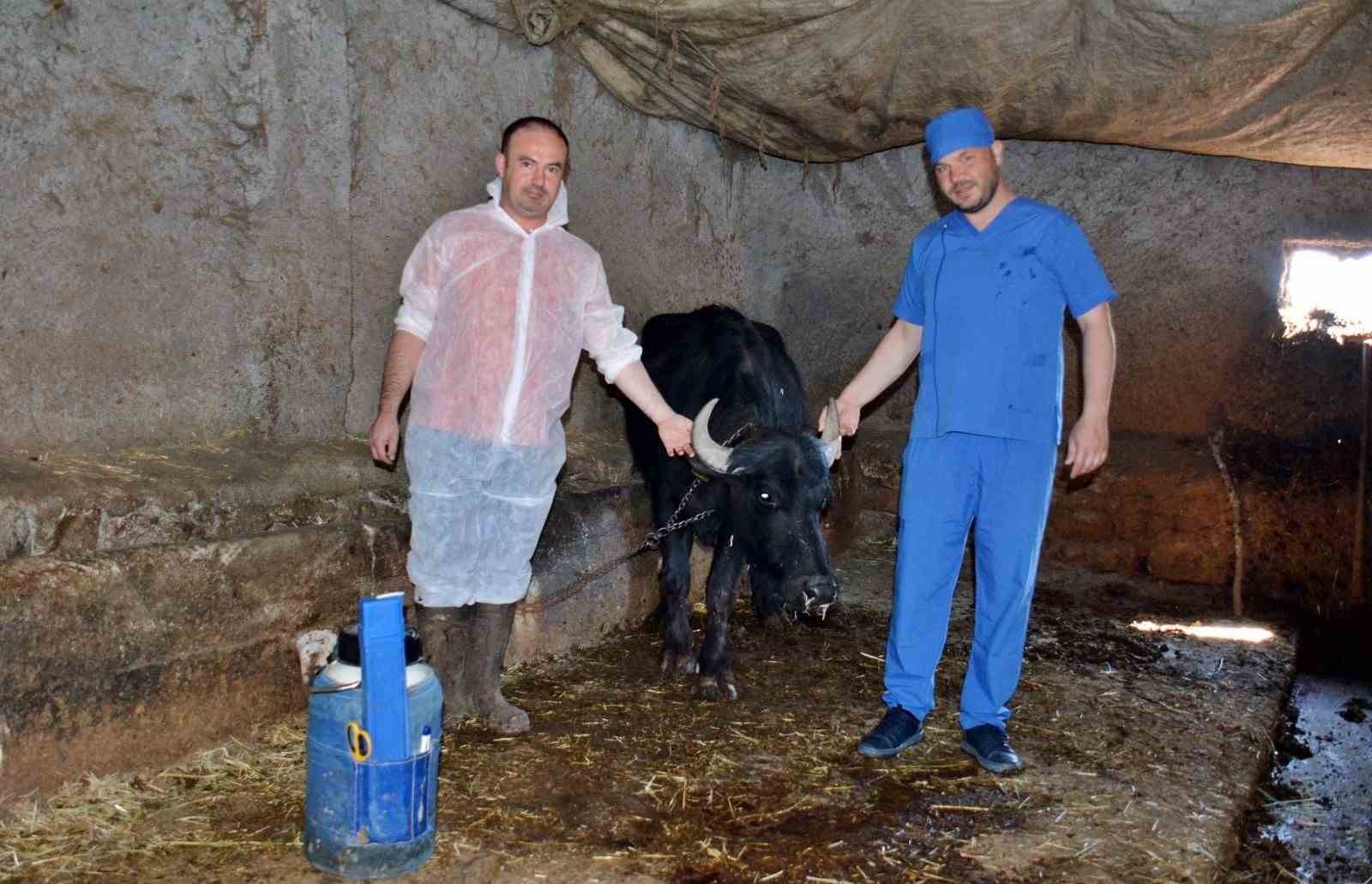 Kütahya’da manda ıslahı projesi uygulamaya geçti