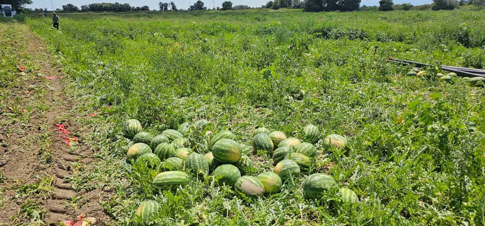 Bafra Ovası’nda kavun ve karpuz hasadı hız kazandı