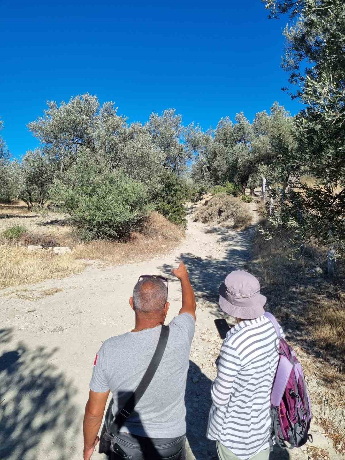 Tarihi zeytin yolları gün yüzüne çıkarılıyor