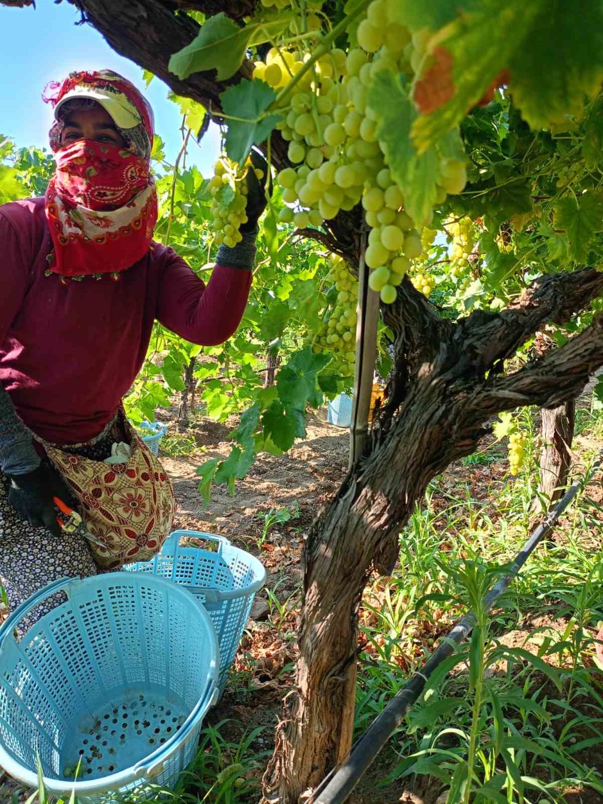 Sarıgöl’de erkenci üzümler hasat ediliyor