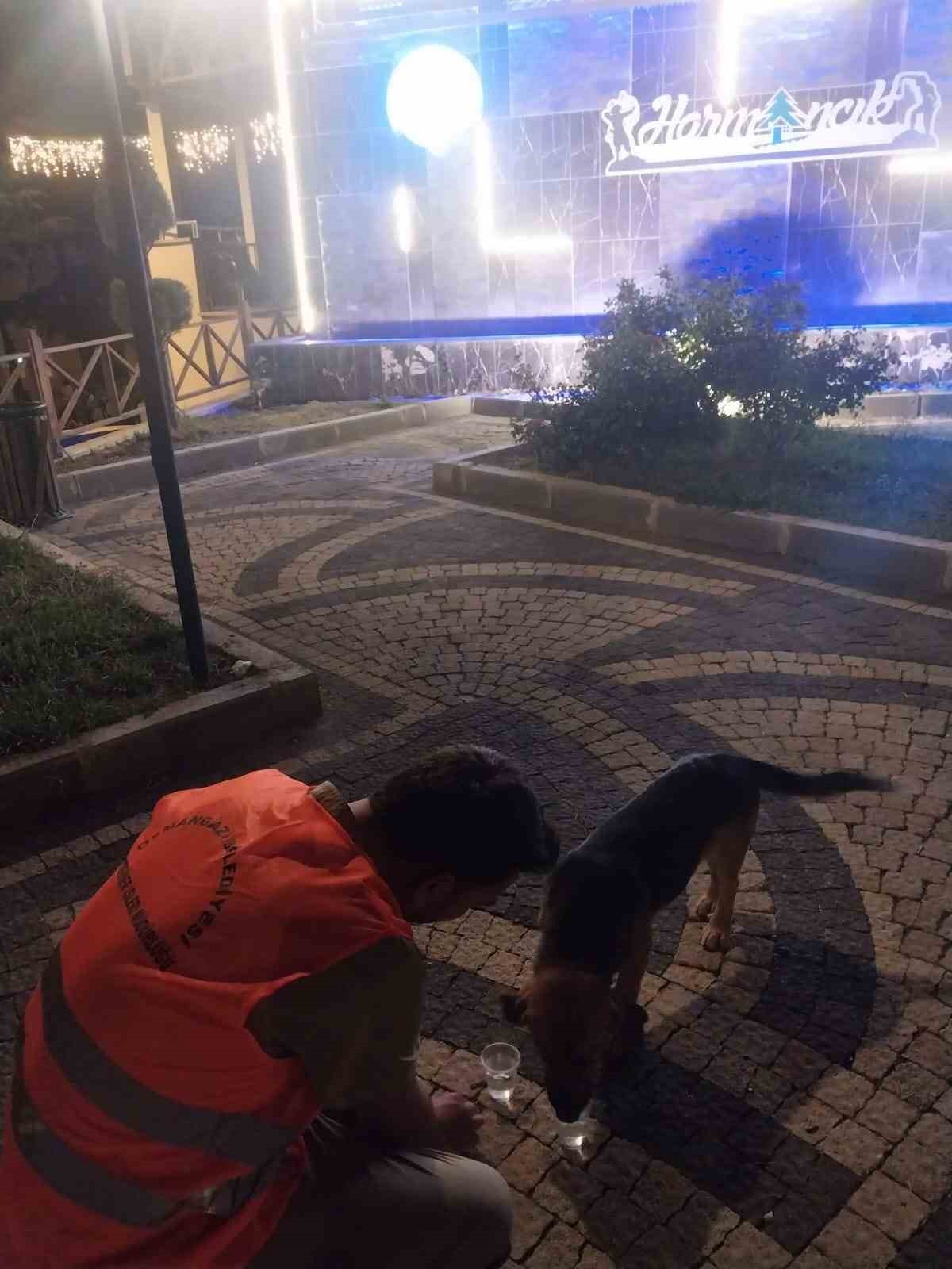Orman yangınlarından etkilenen hayvanlara belediye şefkati