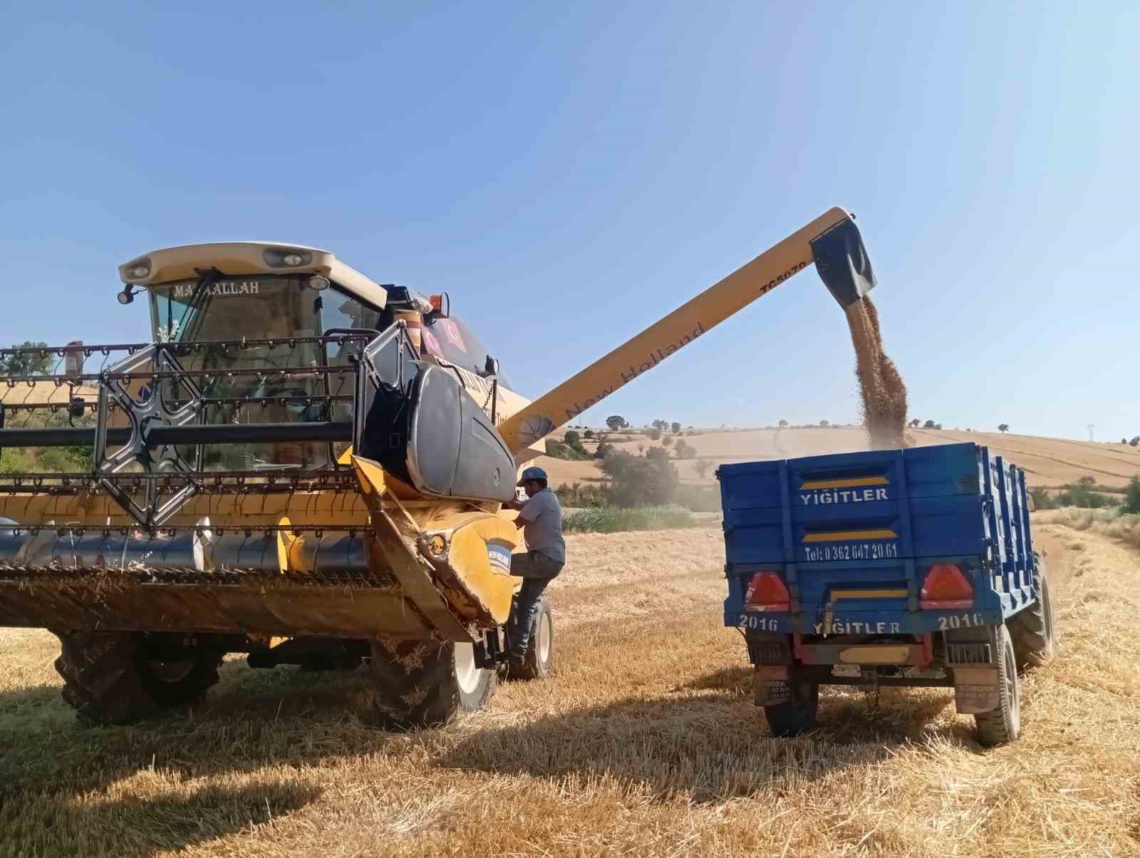 Vezirköprü’de buğday hasadı başladı