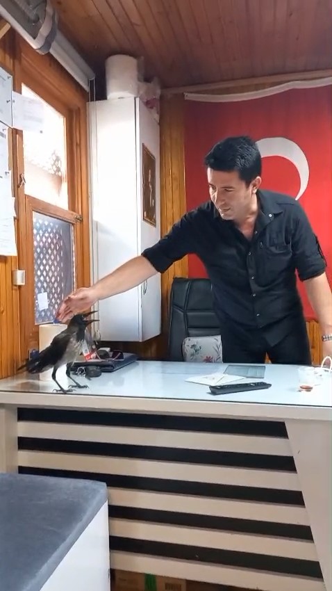 Yaralı kargayı Bursalı esnaf kurtardı