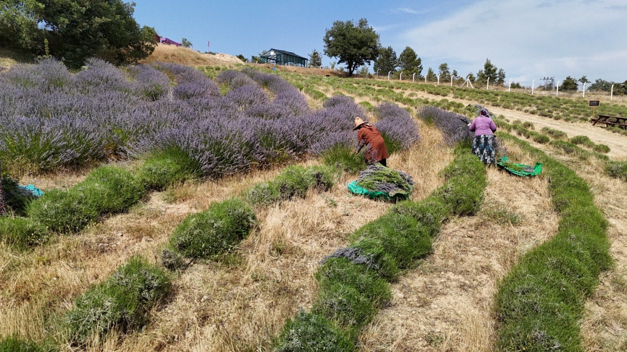 Karabük’te ‘Lavanta Kokulu Safran Bahçesi’nden 5 ton lavanta hasat edildi