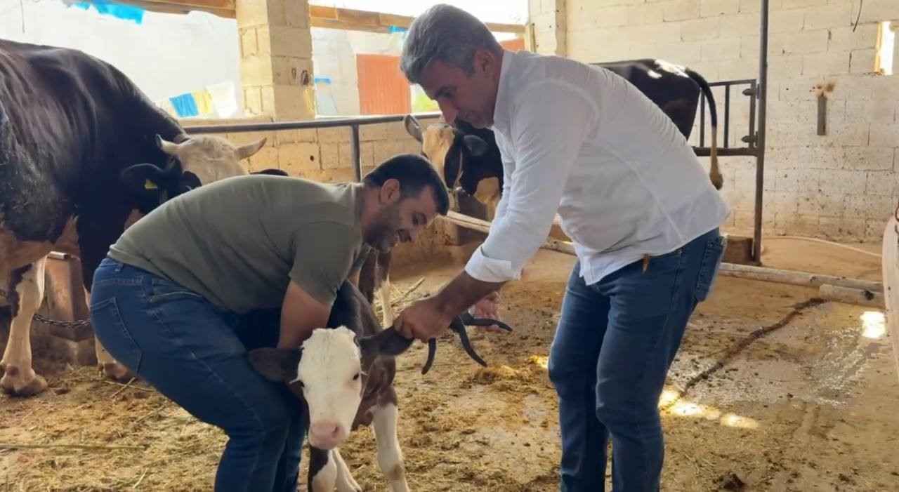 Şanlıurfa’da şap hastalığıyla mücadele devam ediyor