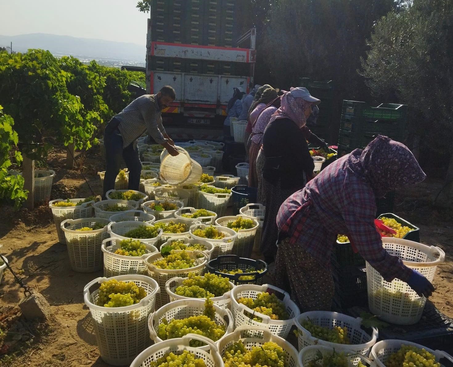Sarıgöl’de üzüm hasadı başladı