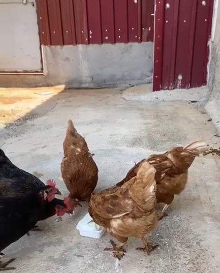 Sıcaktan bunalan tavuklarını Maraş dondurması ile serinletti