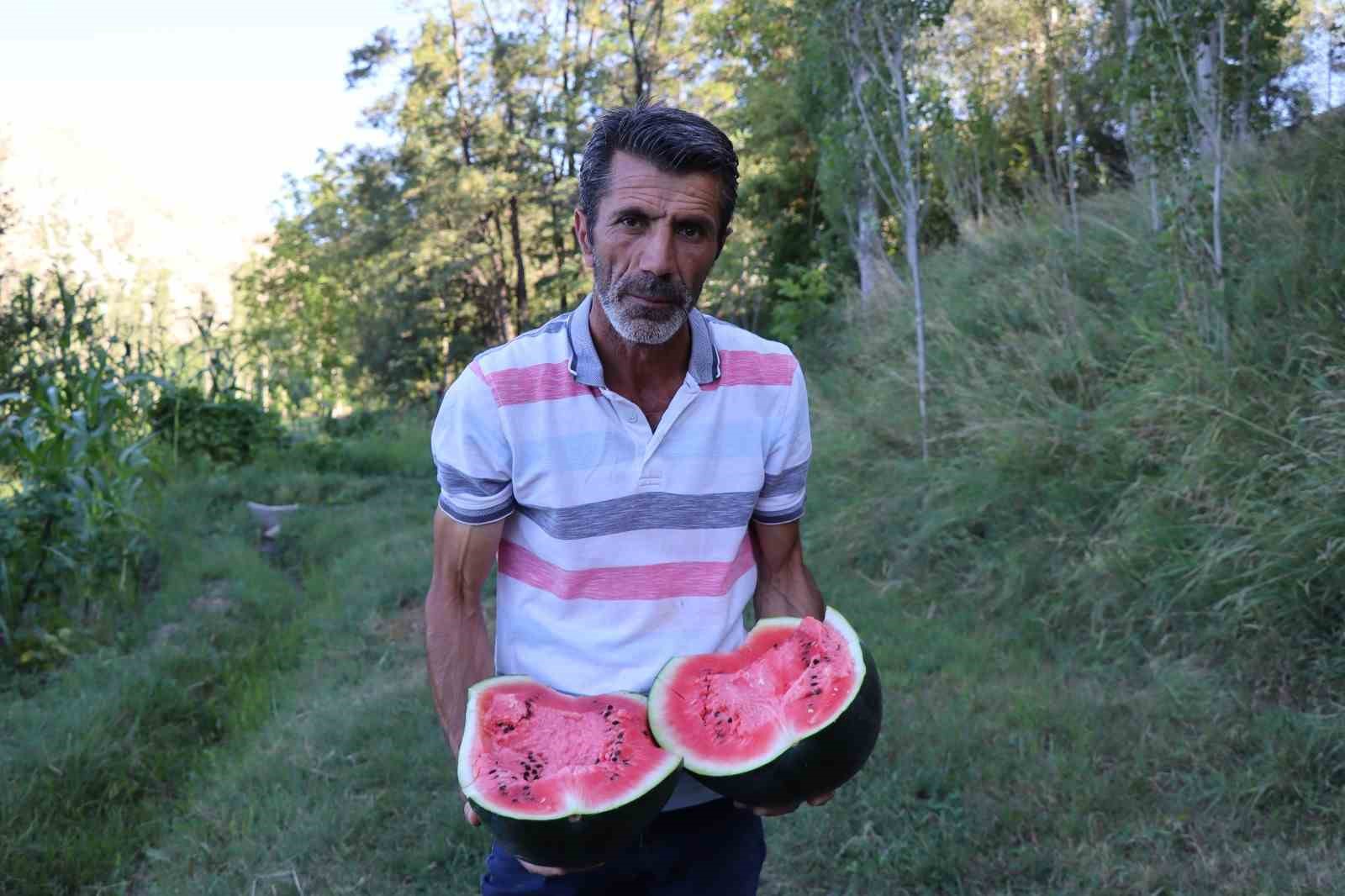 Oltu’da yerli karain karpuzu hasadı başladı