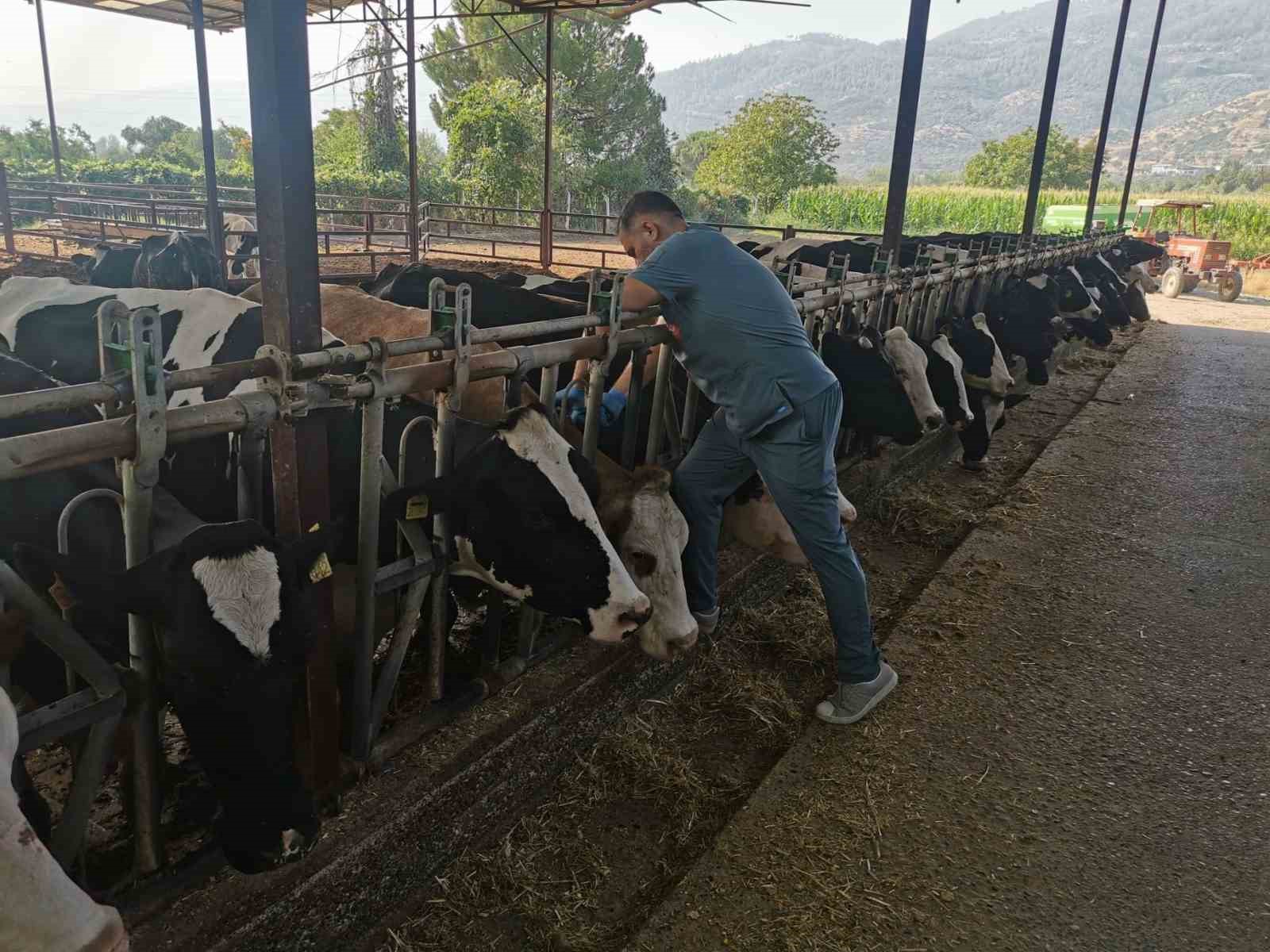 Bozdoğan’da hastalıktan ari işletmelerde kontroller sürüyor