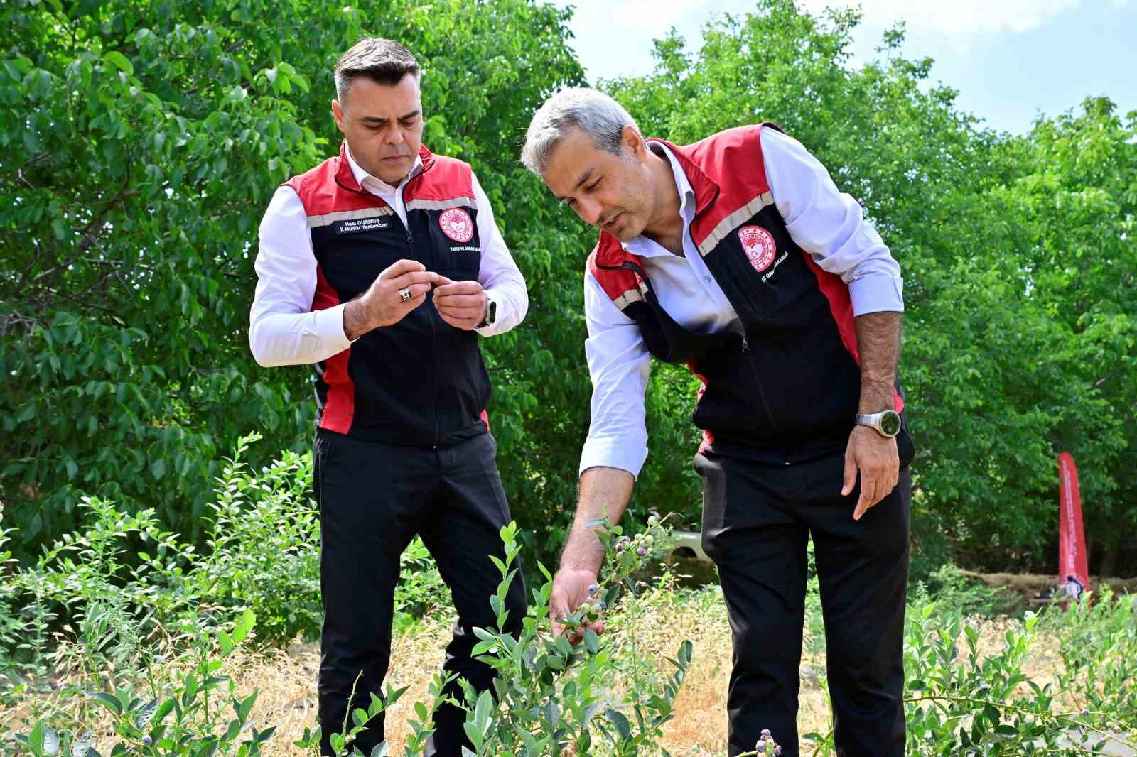 İzmir’in ilk toprağa dikim yaban mersini hasat edildi