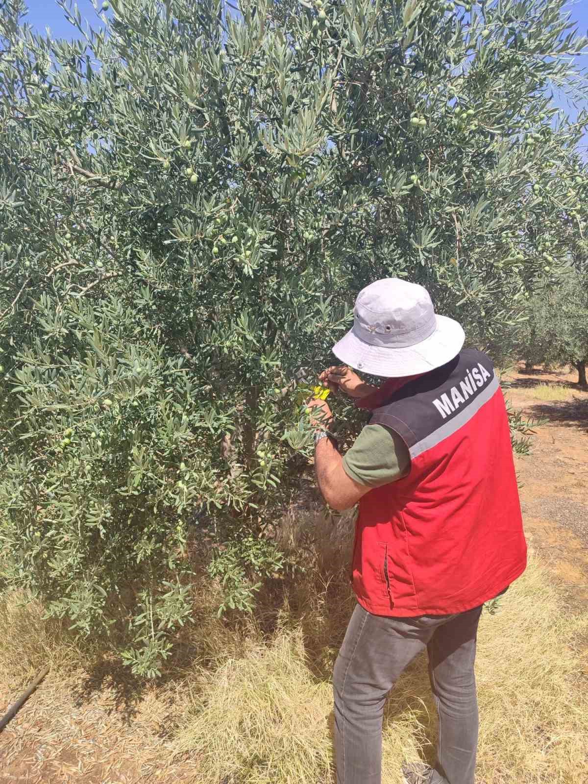 Salihli İlçe Tarımdan ‘zeytin sineği’ uyarısı